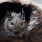 Degu