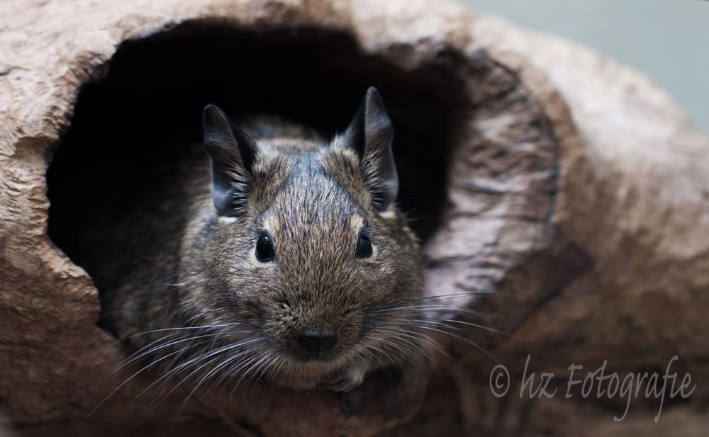 Degu