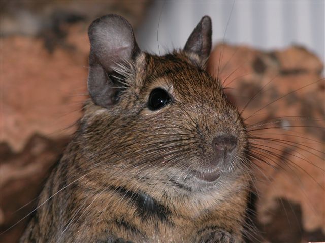 Degu