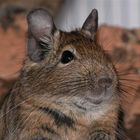 Degu