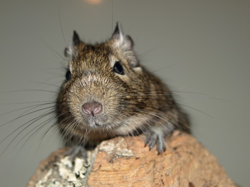 Degu 2