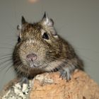 Degu 2