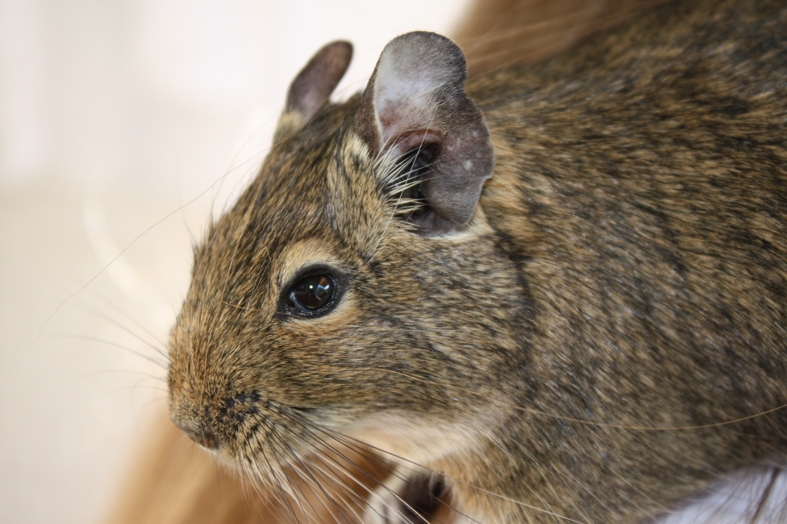 Degu 2