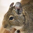 Degu 2