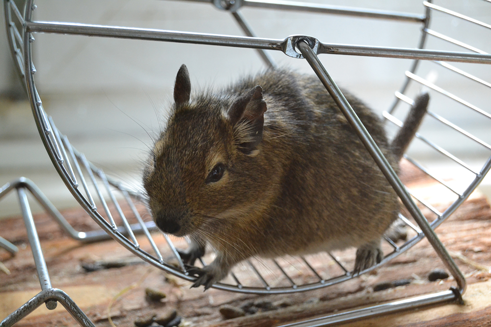 Degu