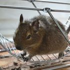 Degu