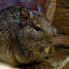 Degu 