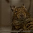 Degu 4