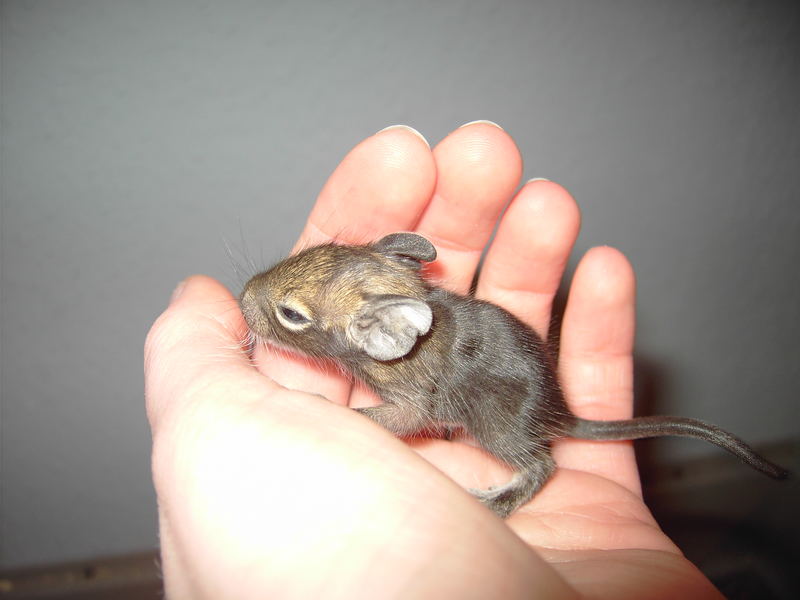 Degu