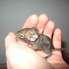 Degu