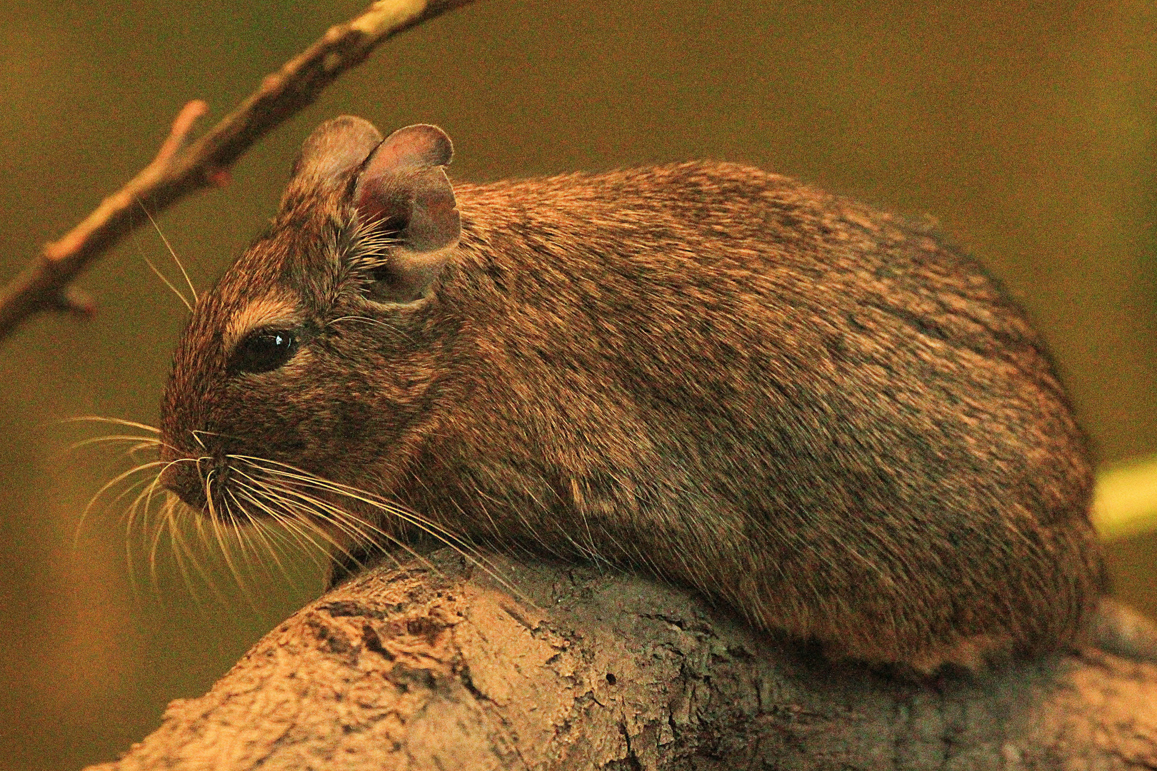 Degu