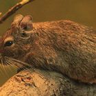 Degu