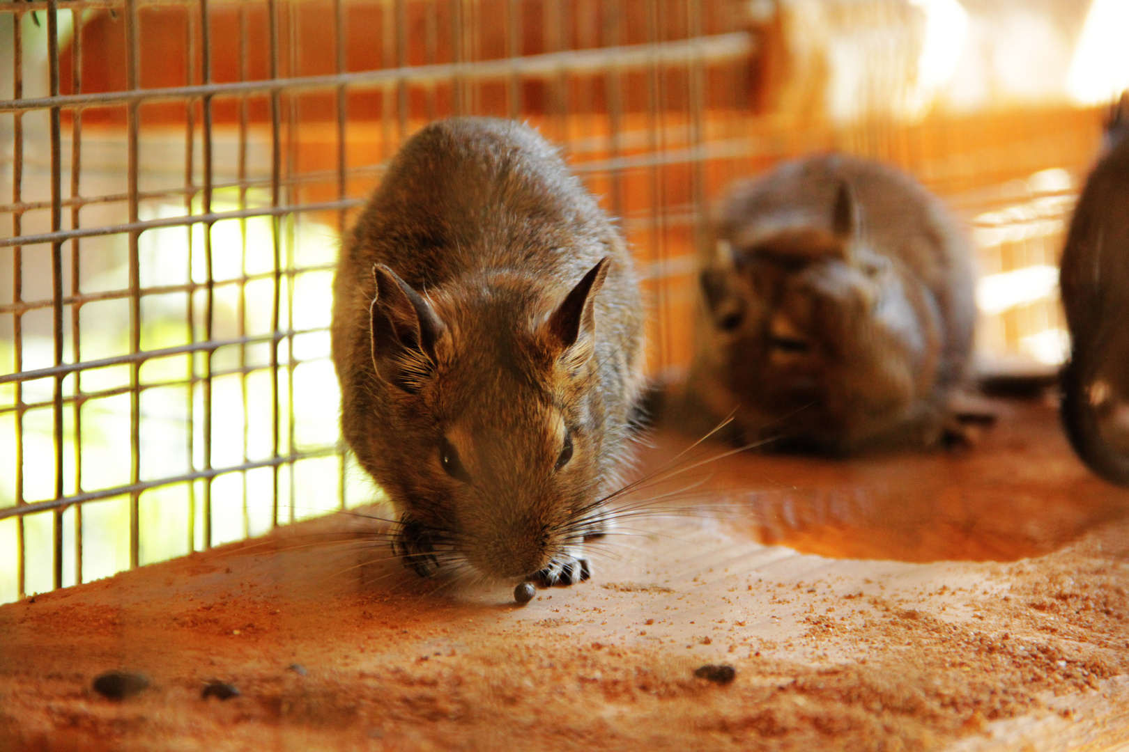 Degu