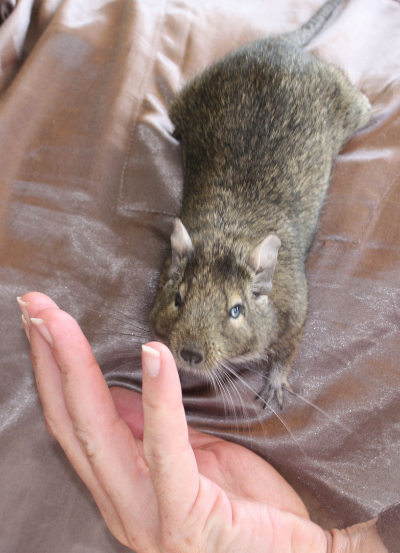 Degu