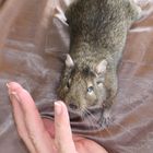 Degu