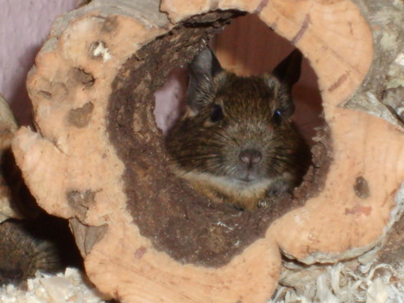 Degu