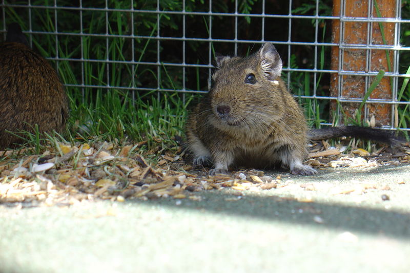 Degu