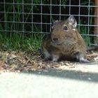 Degu