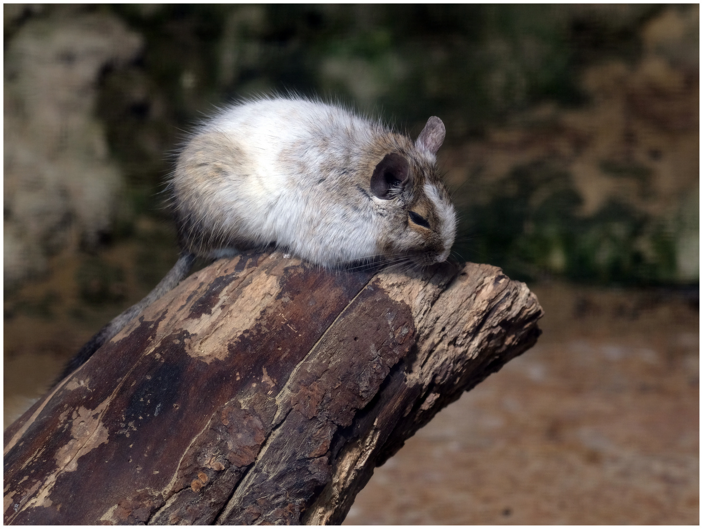 Degu