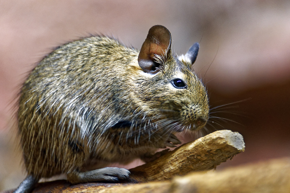 DEGU