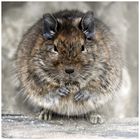 Degu