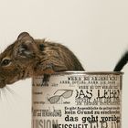 Degu aus der Dose