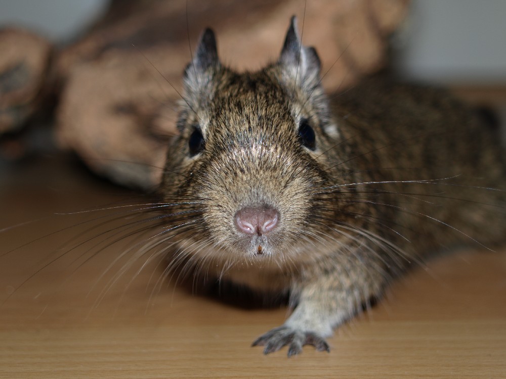 Degu