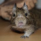 Degu