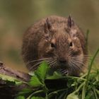 DEGU