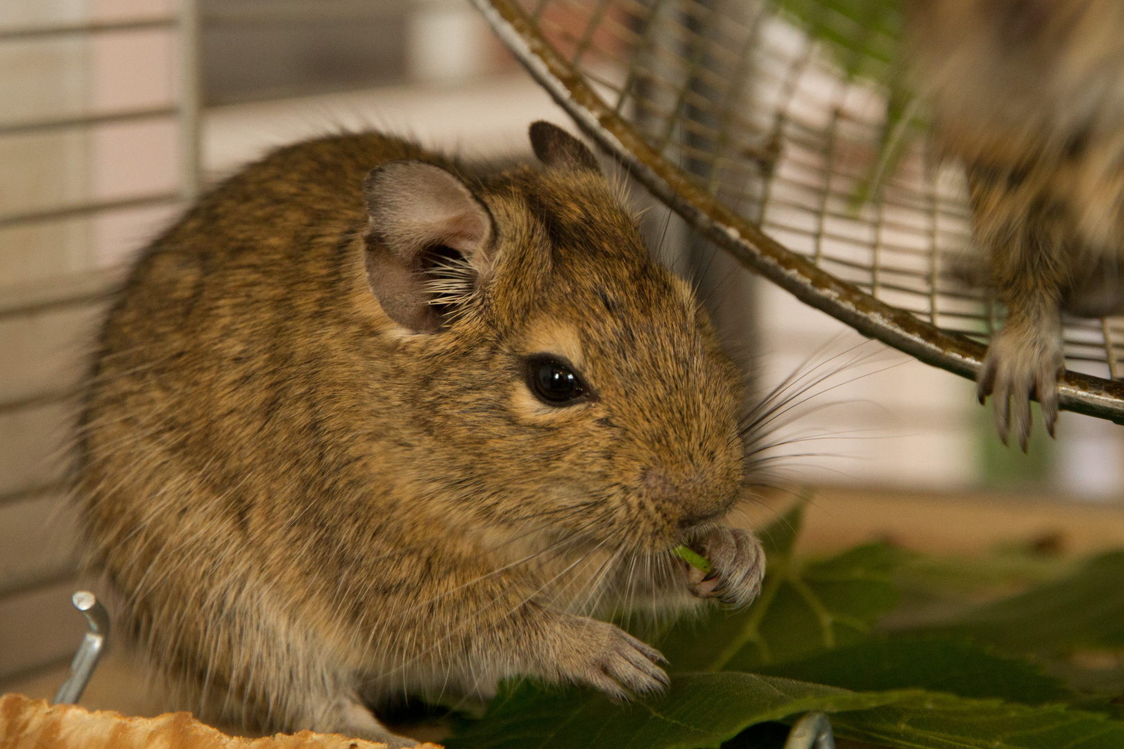 Degu bei der lieblignsbeschäftigung