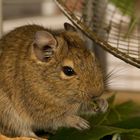 Degu bei der lieblignsbeschäftigung