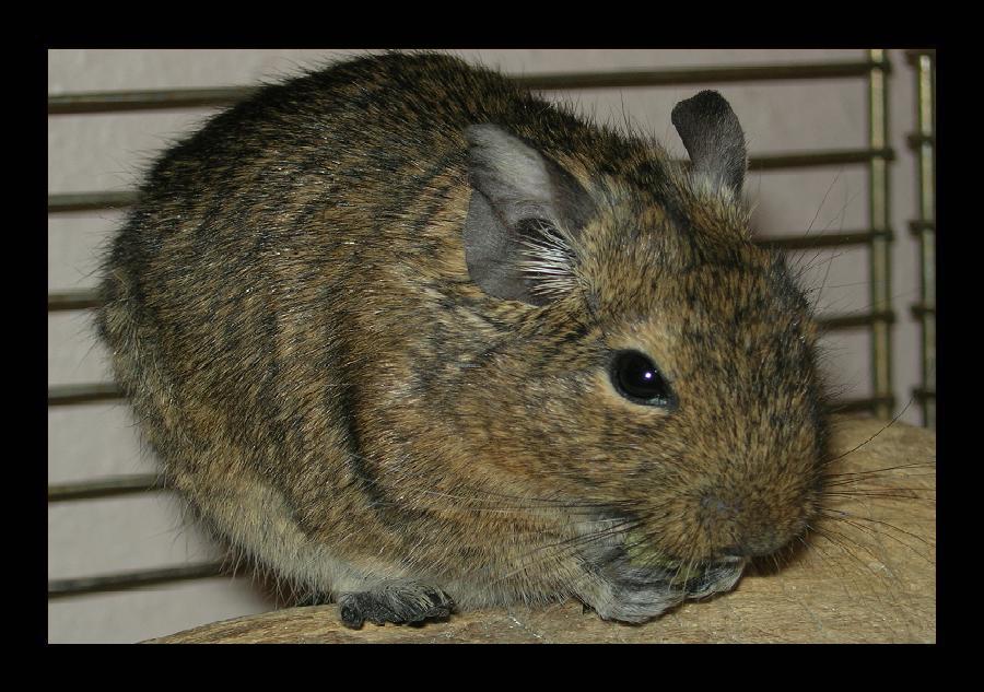 Degu beim essen