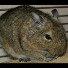 Degu beim essen