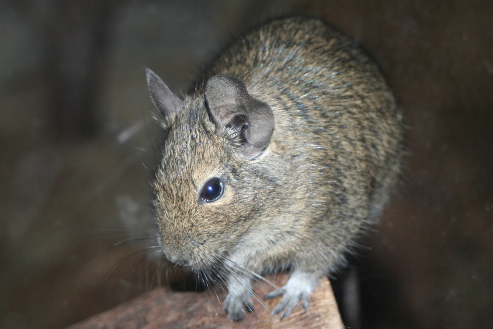 Degu