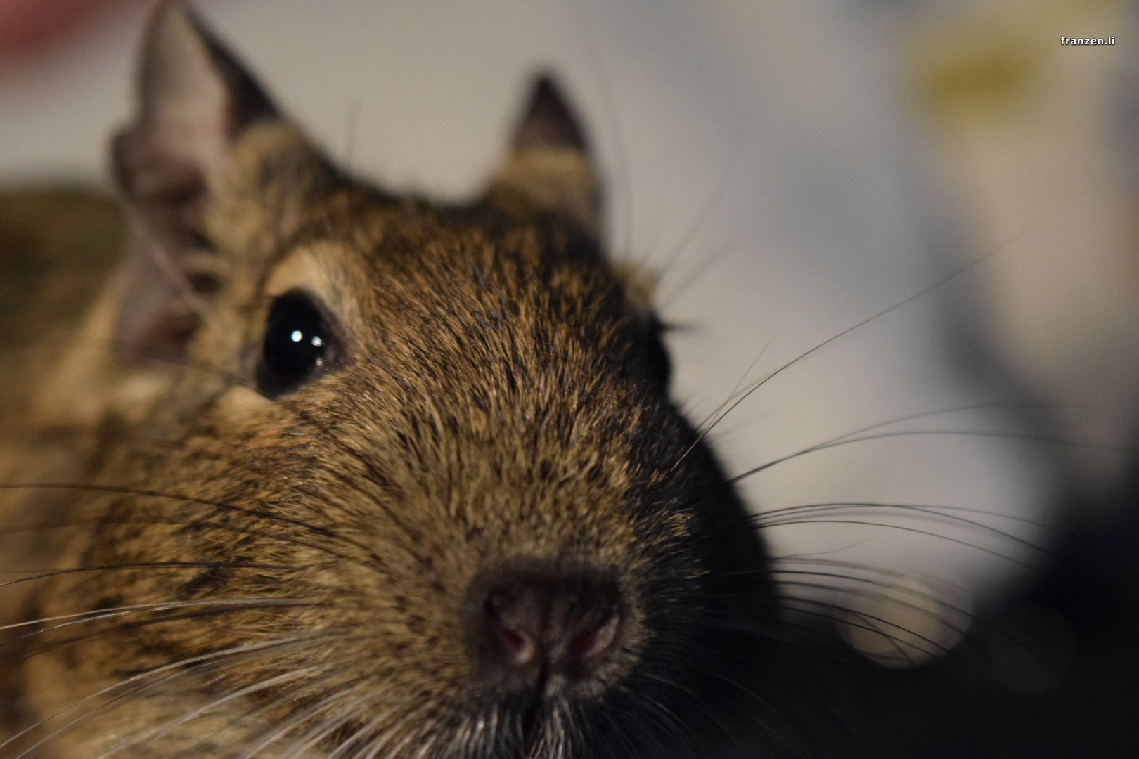 Degu