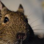 Degu