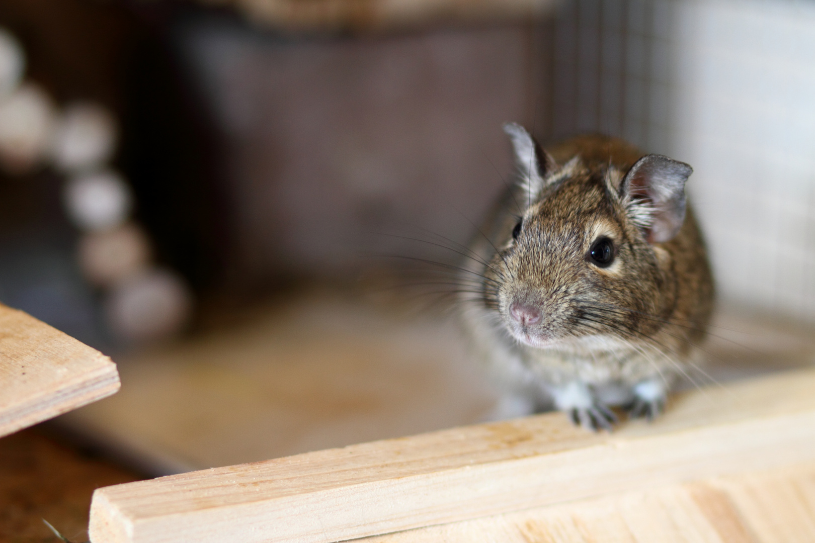 Degu Crazy