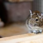 Degu Crazy