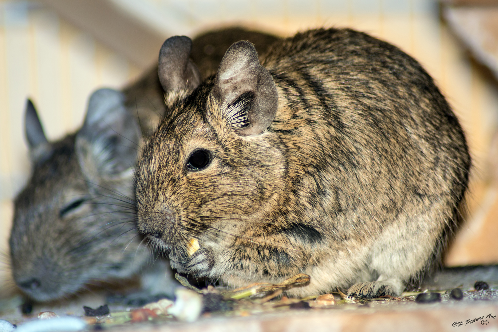 Degu :D