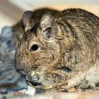 Degu :D