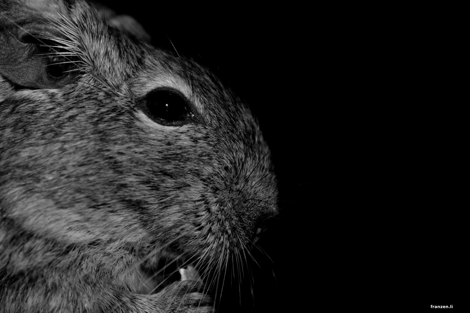 Degu