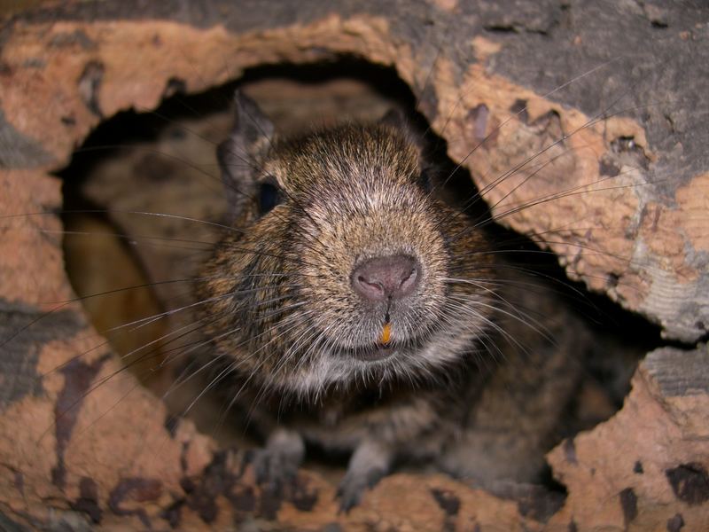 Degu