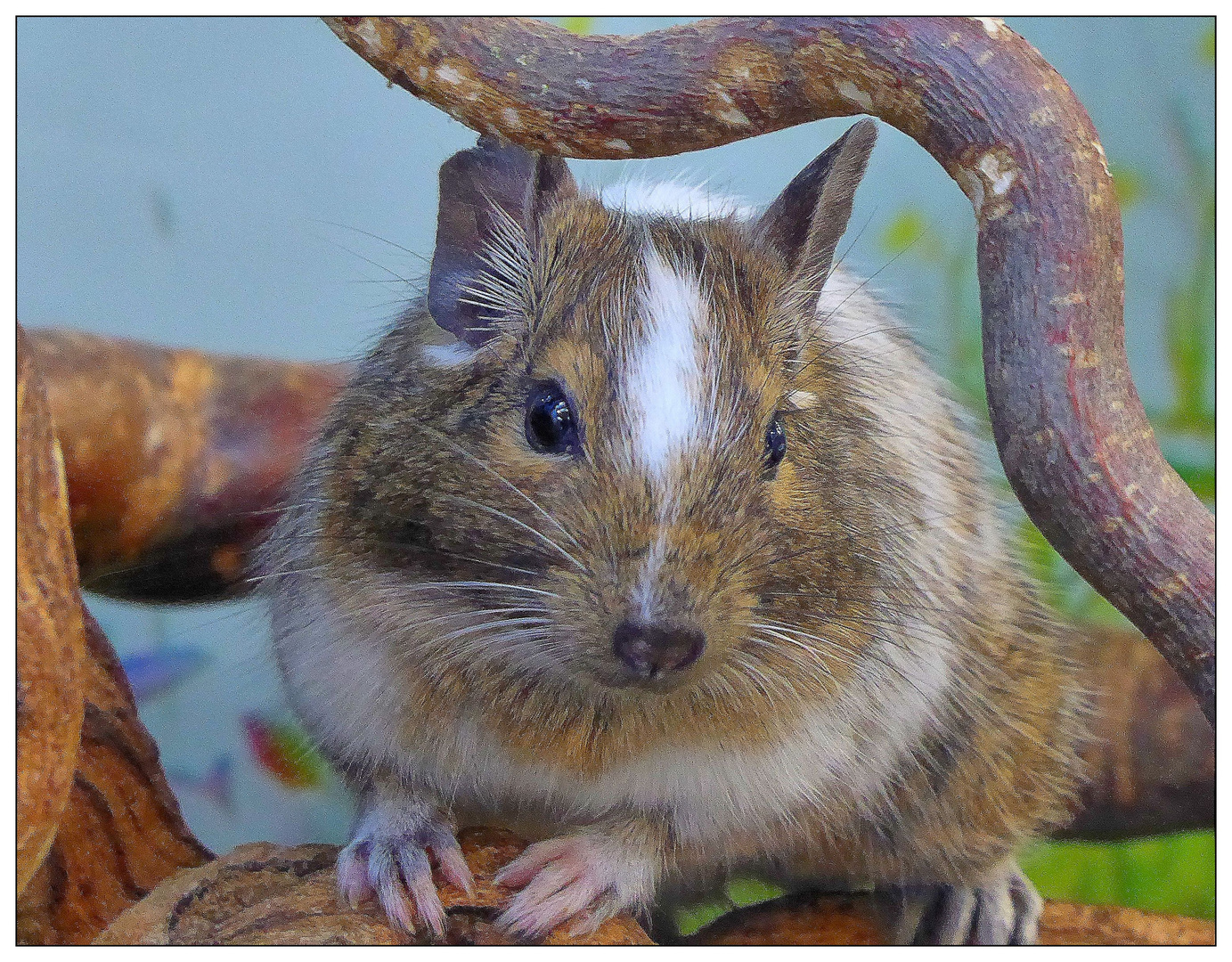 Degu im Glaskäfig