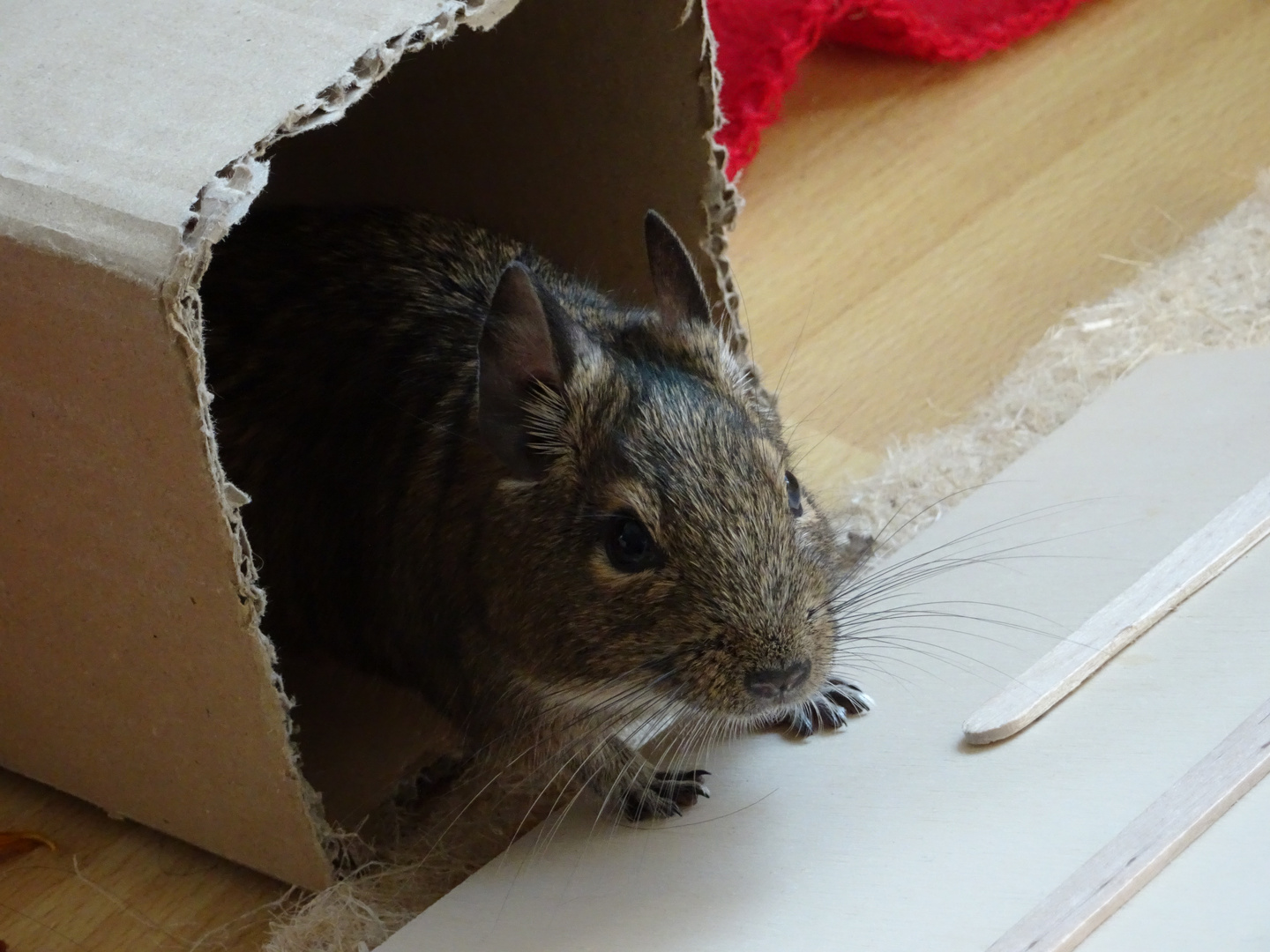 Degu im Karton