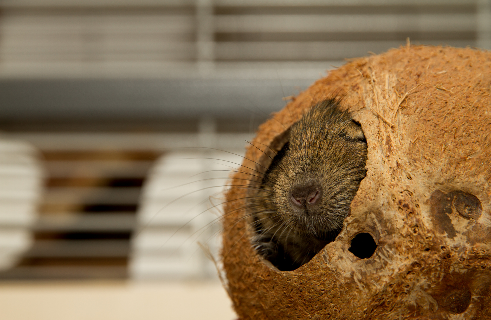 Degu in der Nuss