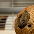 Degu in der Nuss