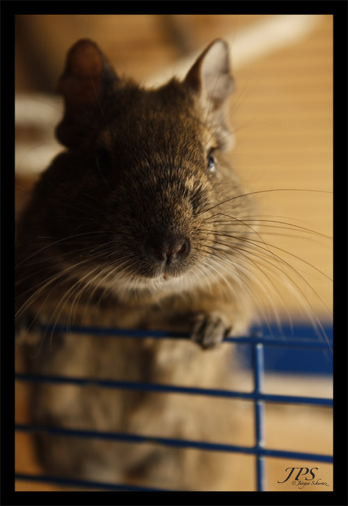 Degu in gorgeous light