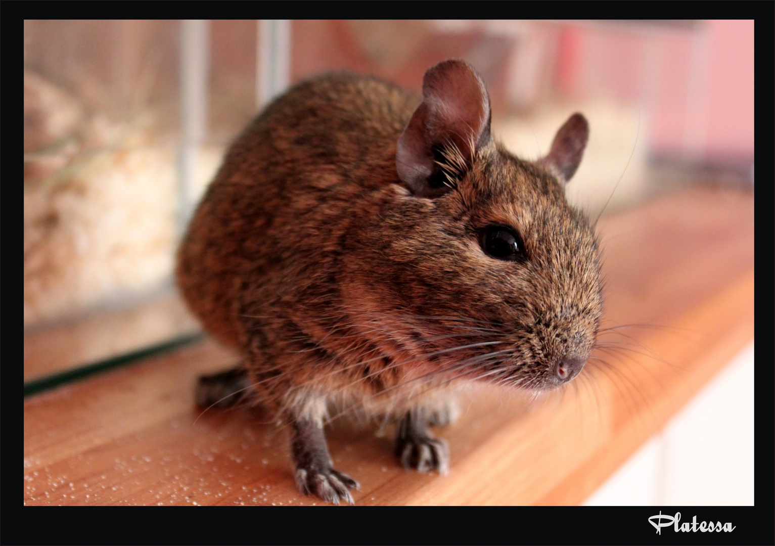 Degu Kiki auf Entdeckungstour