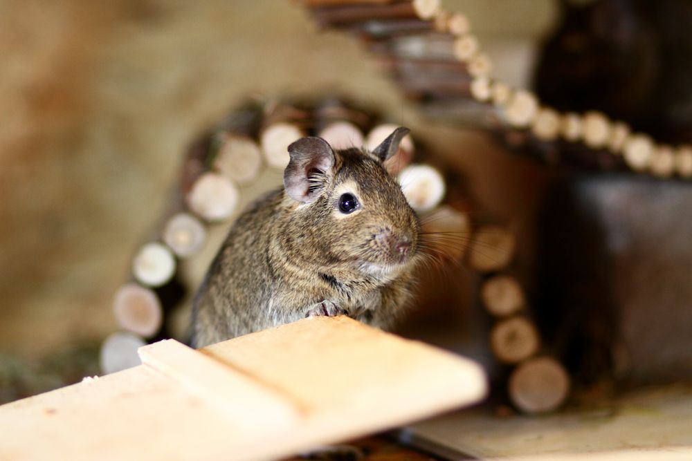 Degu Lazy