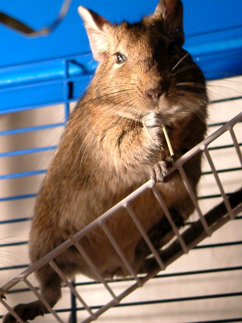 Degu mit Snack